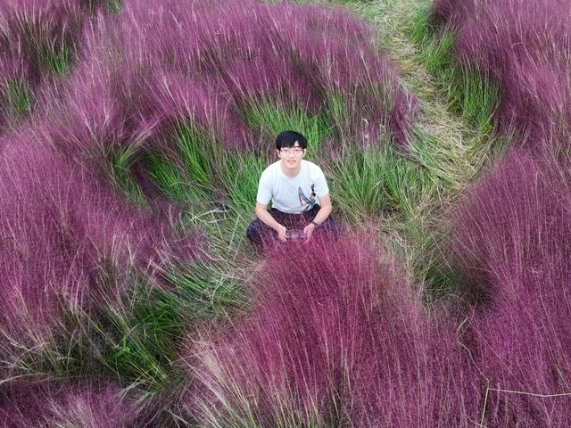 秋日童話：濱江森林公園粉黛子花海等你來。