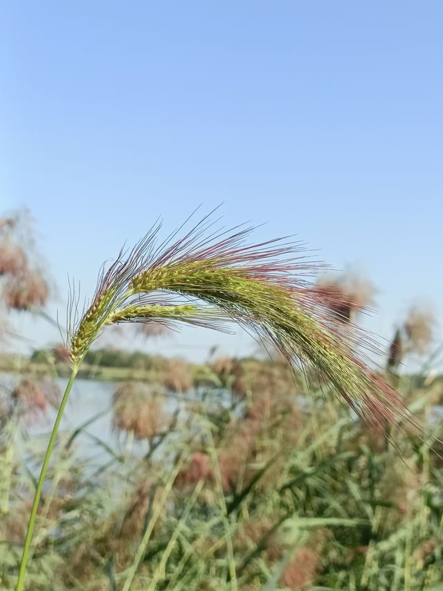 秋日逛公園之西青郊野公園。