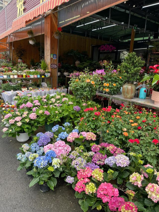 坪洲花市‖逛完花市來特產店買點。