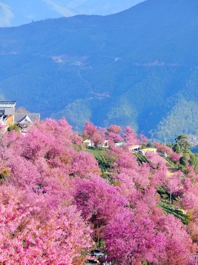 大理無量山滿是粉色花海。