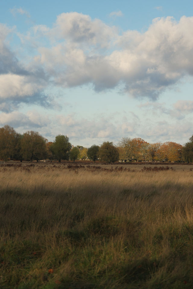 倫敦周邊遊 Bushy Park 有鹿精靈。