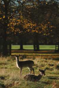 倫敦周邊遊 Bushy Park 有鹿精靈。