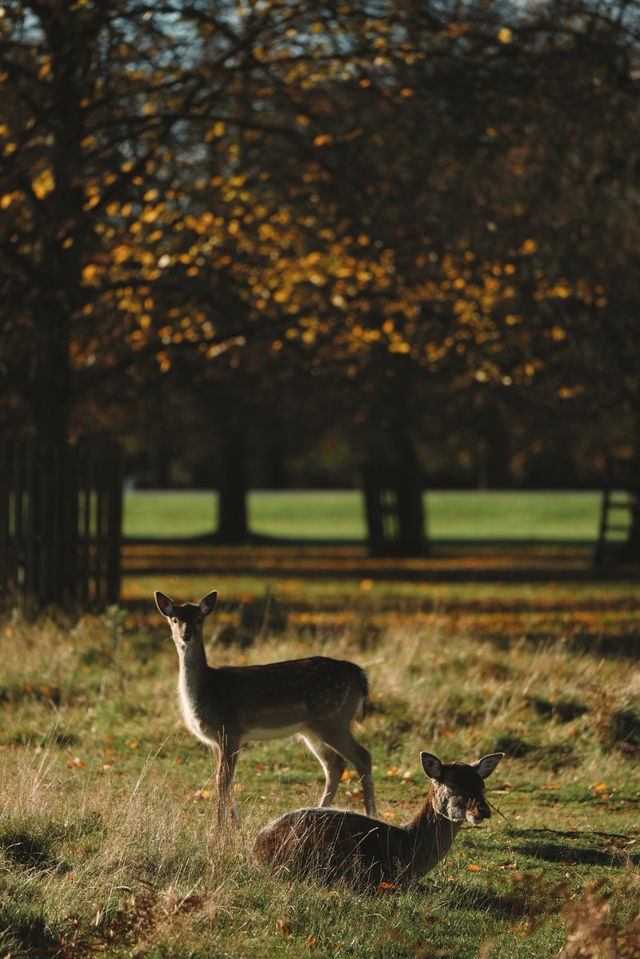 倫敦周邊遊 Bushy Park 有鹿精靈。