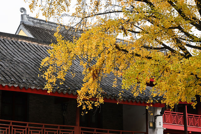 南京棲霞山紅楓觀賞攻略。