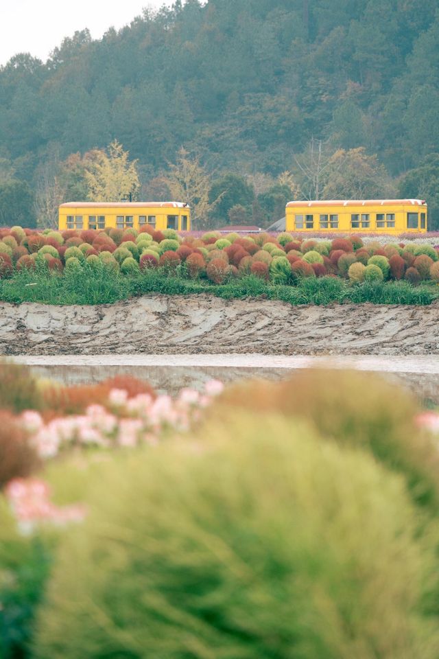 余杭，徑山花海