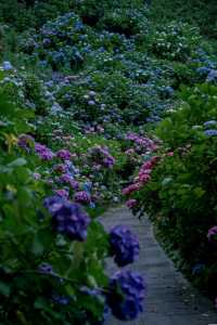 日本伊豆下田公園 - 六月去看看花海吧