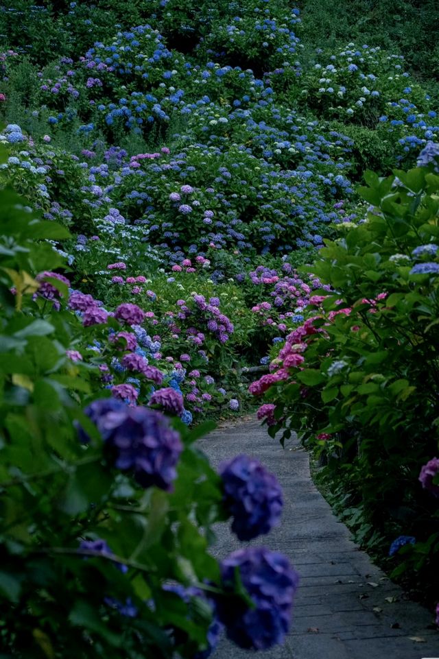 日本伊豆下田公園 - 六月去看看花海吧