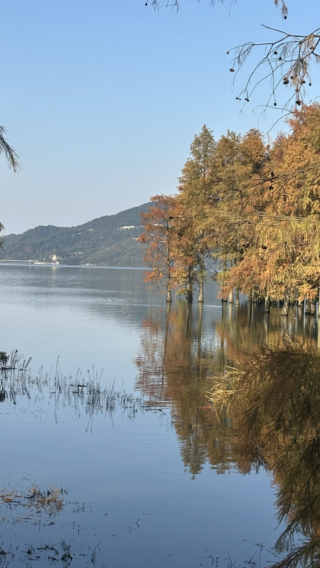 秋日的四明湖紅杉林