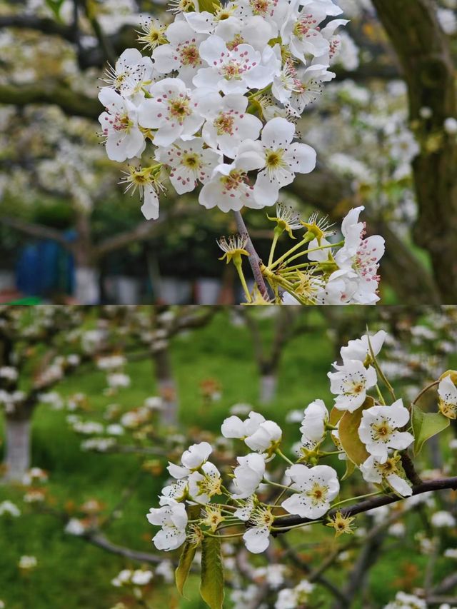 探秘蒼溪梨文化博覽園，品味千年梨韻