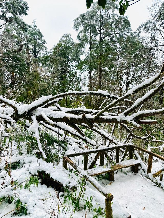 冬天的雅安 2天遊讓你愛上雪景