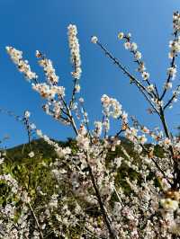 廣州從化雞枕山·白梅花海
