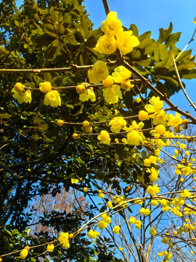 一年一度賞梅季啟動~世紀公園梅花節