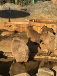 雲南野生動物園
