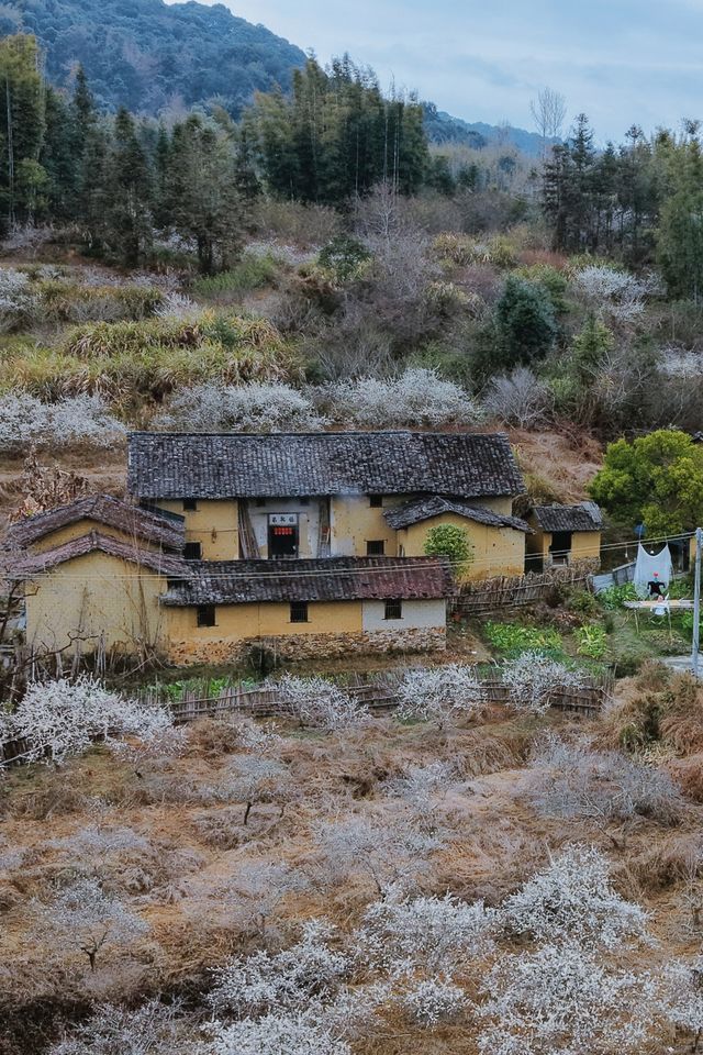 2.7實拍！記住這線路，廣州李花秘境免費賞