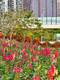人民公園的金魚草開花啦!