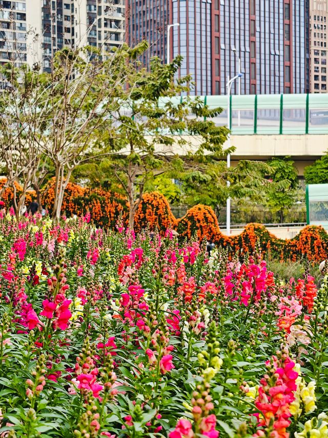人民公園的金魚草開花啦! 人民公園的金魚草開花啦!