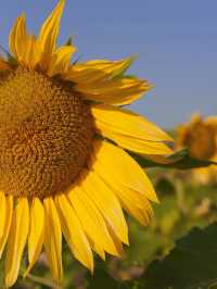 🌻 中山的金色夢境 - 王屋村向日葵花海 🌻