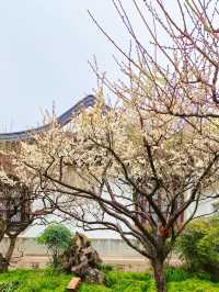 2.14實拍︳白梅居然在夜晚的燈光下好看
