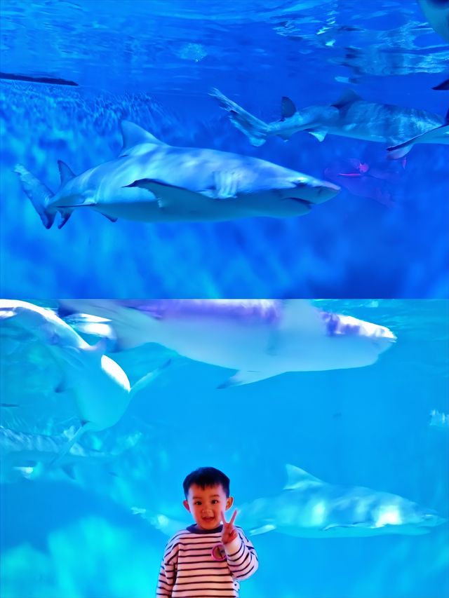 海洋世界……真的有種治癒的能力