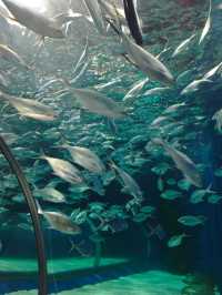 上海海洋水族館打卡超長海底隧道