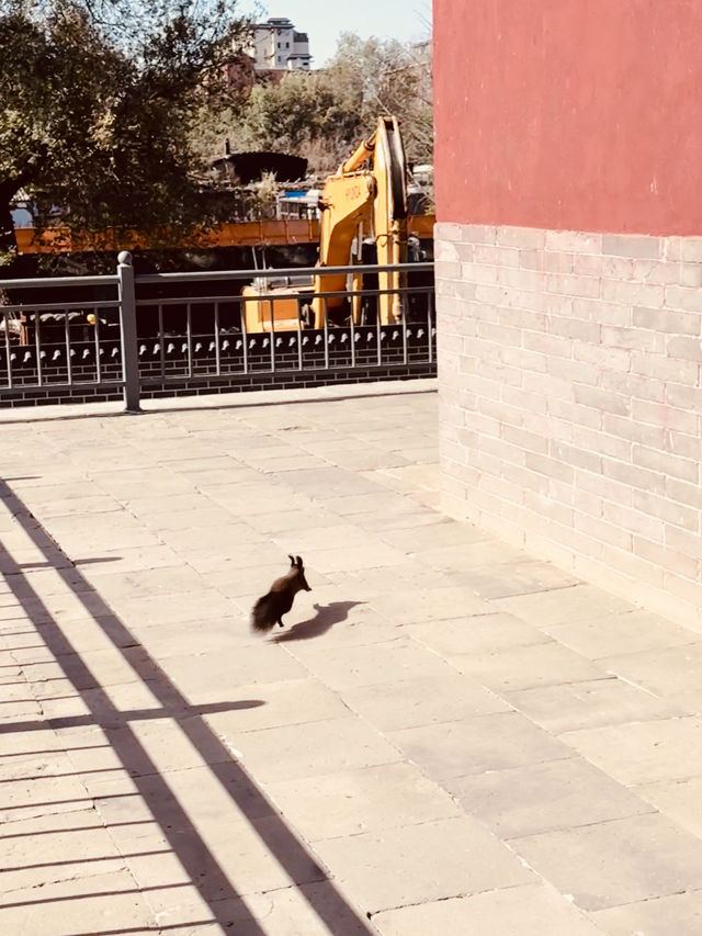 奉國寺的美太震撼了