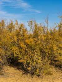 寒假避暑好去處 避暑山莊-木蘭圍場等你來