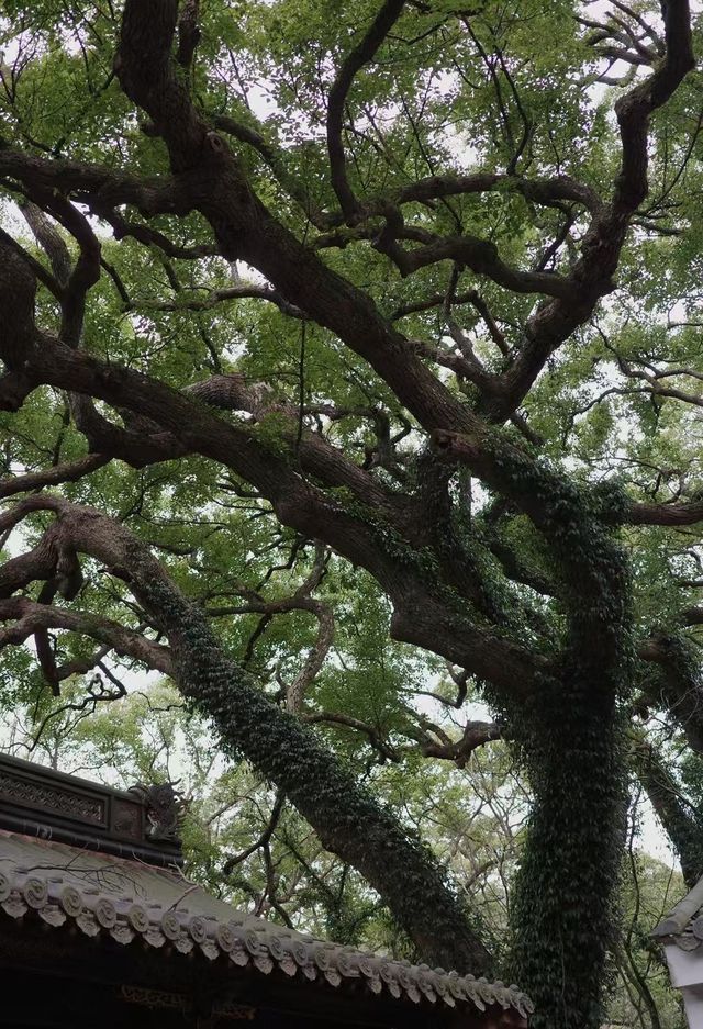普陀山春季祈福三日遊攻略