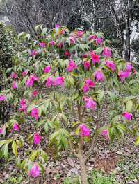 長沙 | 湖南省植物園賞花指南