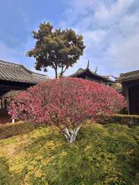 泰州梅園：蛇年新春，邂逅梅香雅韻