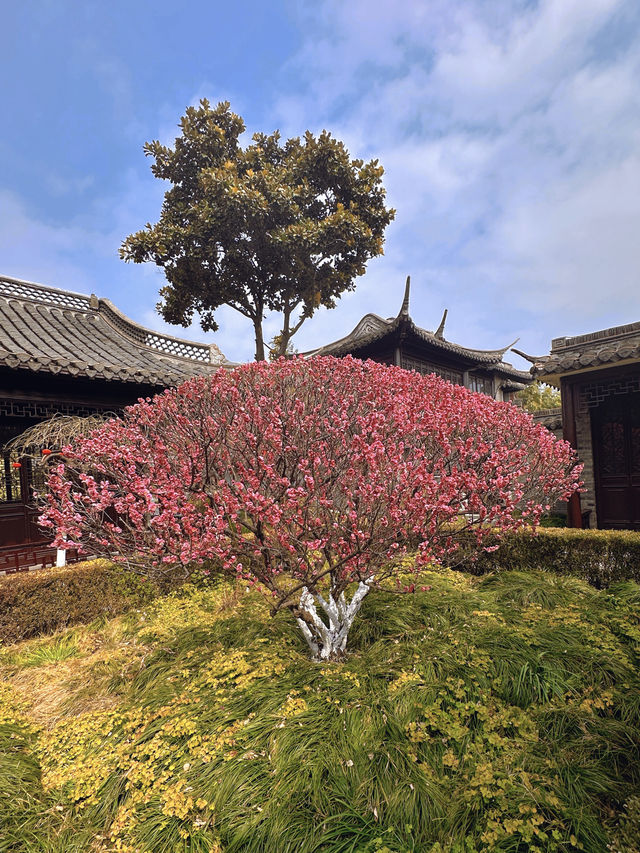 泰州梅園：蛇年新春，邂逅梅香雅韻
