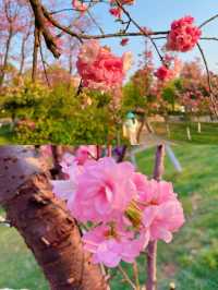 昆明寶海公園櫻花季，邂逅爛漫春日