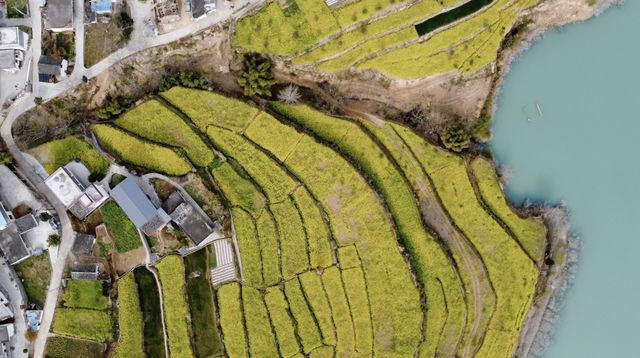 2025隴南春日限定｜隴南油菜花保姆級攻略！