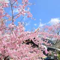 🌸寶子速進！武陵農場櫻花開啦