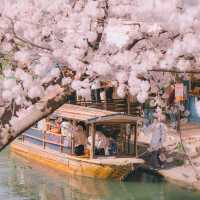 京都限定浪漫 | 伏見十石舟櫻花船🌸