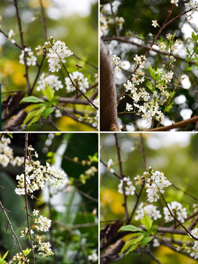 仙岳公園踏青攻略！週末帶上小夥伴一起賞花