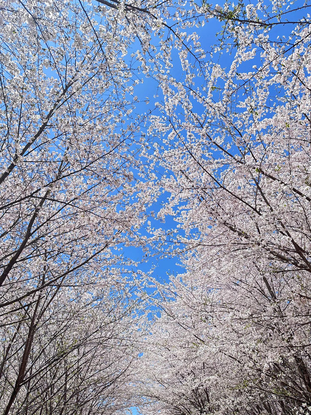 🌸貴安櫻花園爆美盛開！花期已至，火速衝