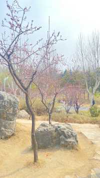 鄭州植物園：賞花遊玩攻略必去景點