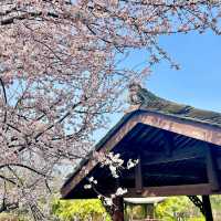 巨新‼️別去東湖櫻園人擠人了🌸這裡更好拍