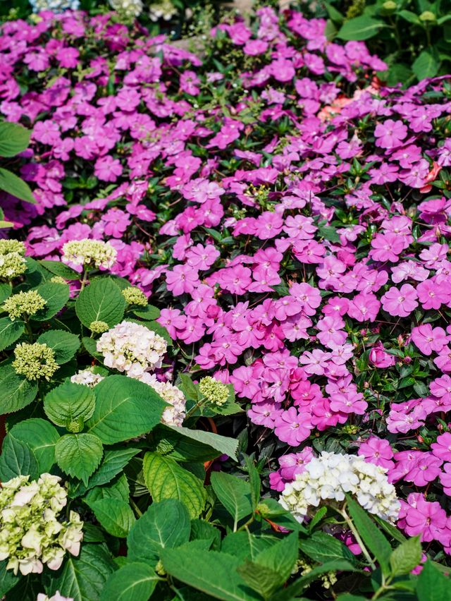 闖入春日花花世界！東莞香遇百花園全攻略