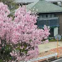🌸大阪狹山池公園，櫻花爛漫正當時！