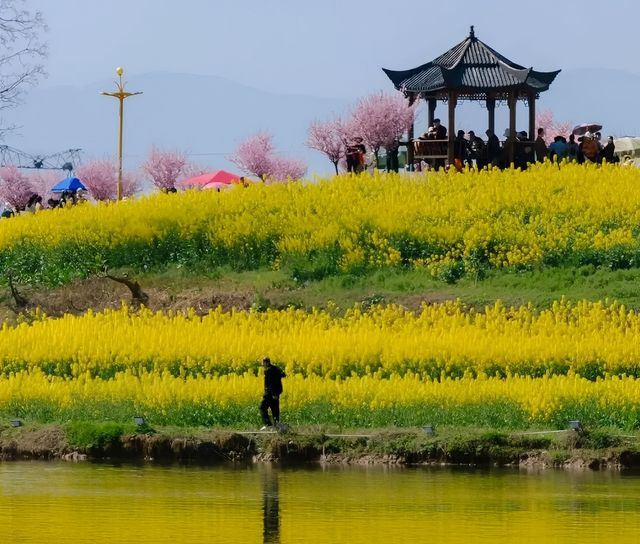金色海洋—漢中油菜花海