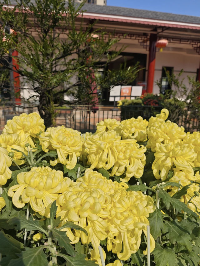 花海盛景：小欖菊韻探秋記