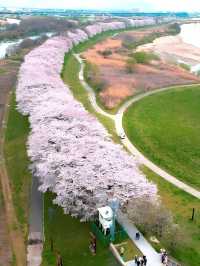 Complete Guide to Cherry Blossom Viewing in Kansai, Japan 🌸