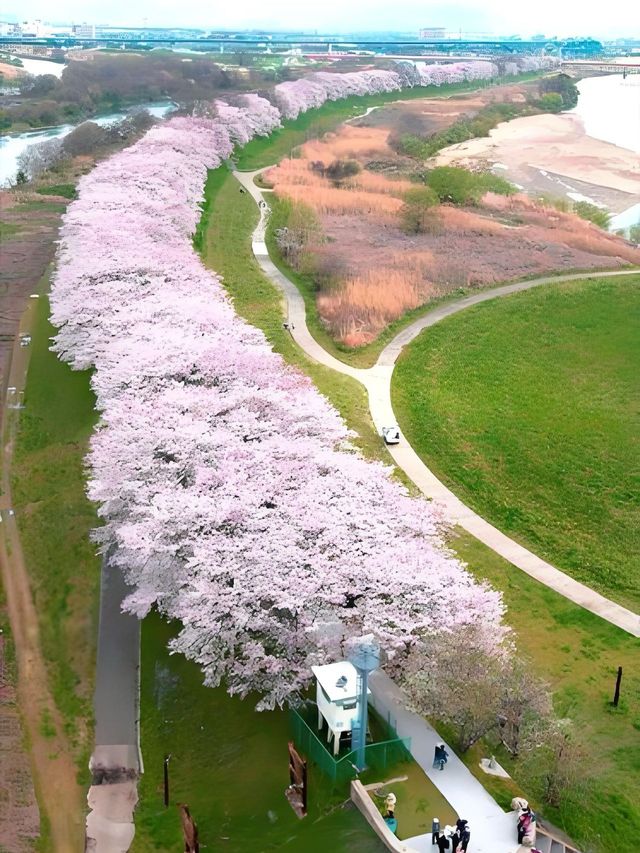 Complete Guide to Cherry Blossom Viewing in Kansai, Japan 🌸