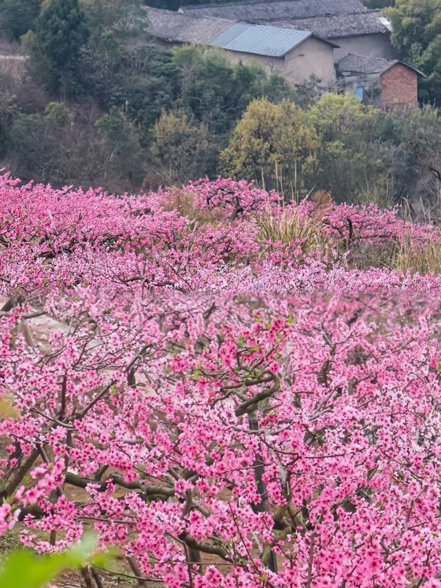 成都龍泉賞桃花攻略！3 條路線直接抄作業