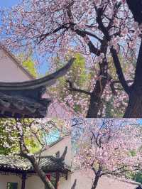 3.23實況，紫竹院杏梅真的真的美到失語
