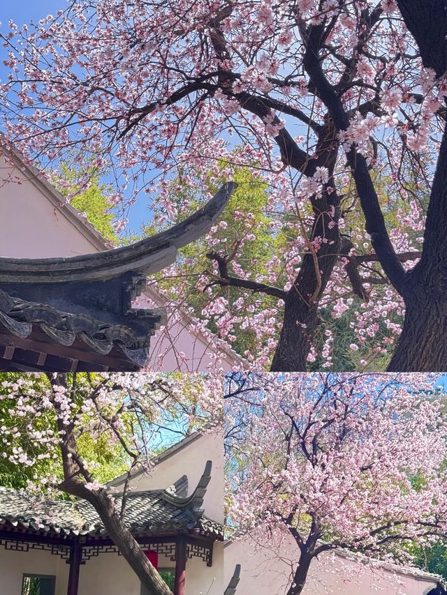 3.23實況，紫竹院杏梅真的真的美到失語