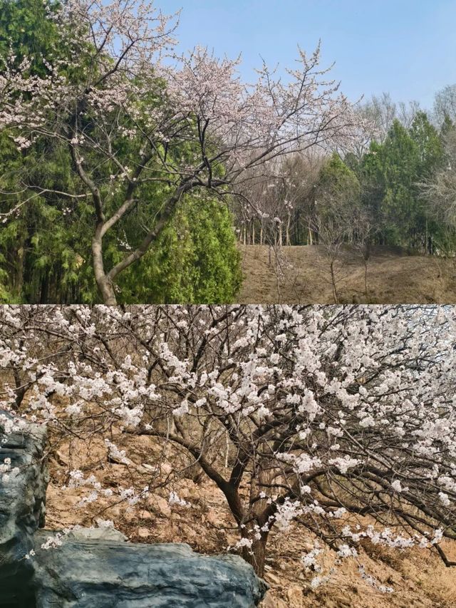 藏在北京城的桃花秘境美了，就在北宮公園！