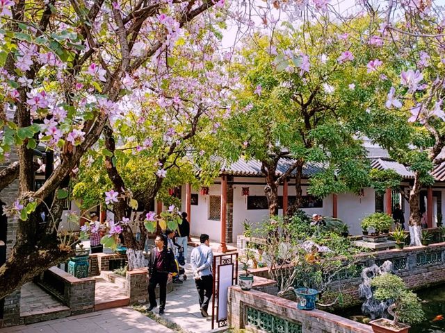 Exploring Zhongshan City Parks During Spring Full Bloom