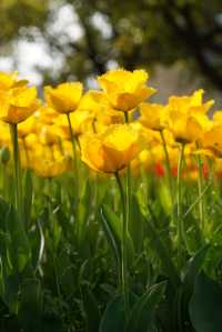 上海大寧公園的鬱金香已到盛花期